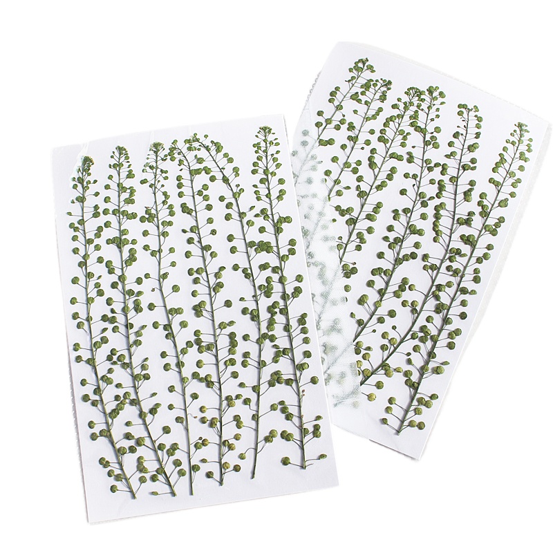 Cor natural verde sino grama p - Resin Art For Photo Frame avaliação e preço