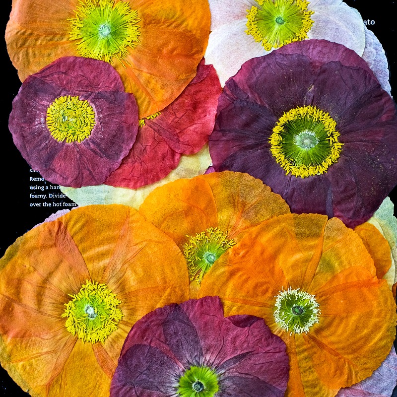 1 peça, Papoula Natural Prensa - Resin Art For Photo Frame avaliação e preço