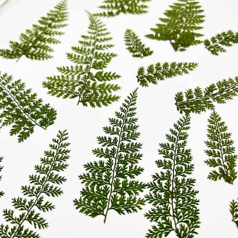 100 Peças de Folhas Naturais d - Resin Art For Photo Frame avaliação e preço